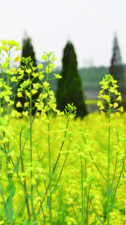 油菜花开的季节_油菜花开的季节歌曲