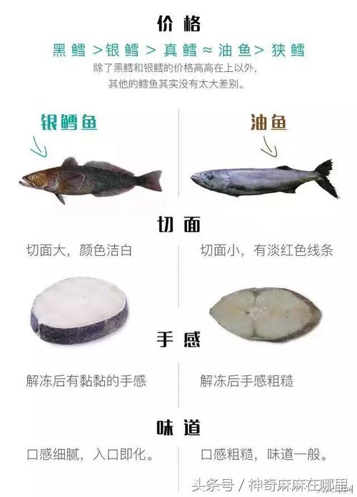 鳕鱼和油鱼的区别_鳕鱼和油鱼的区别图片 鉴别方法