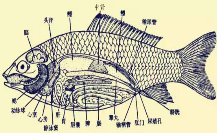 鱼有心脏吗_鱼有心脏吗在哪里