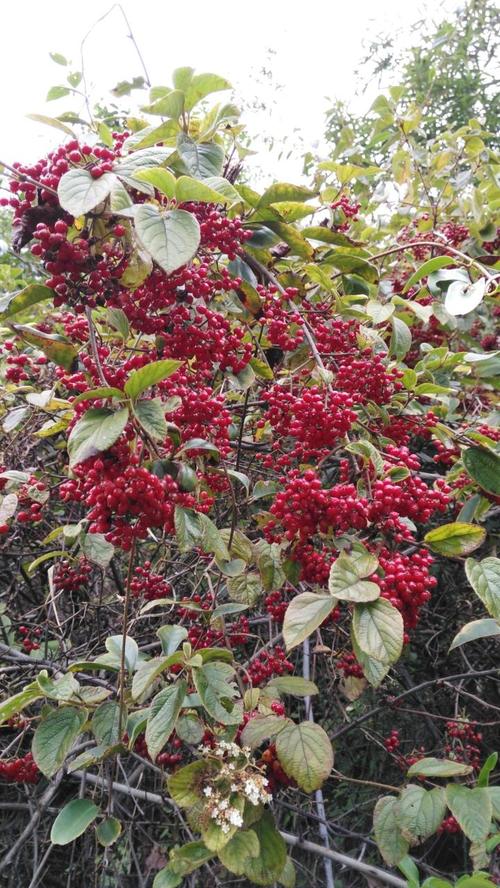 山茱萸科_山茱萸科植物