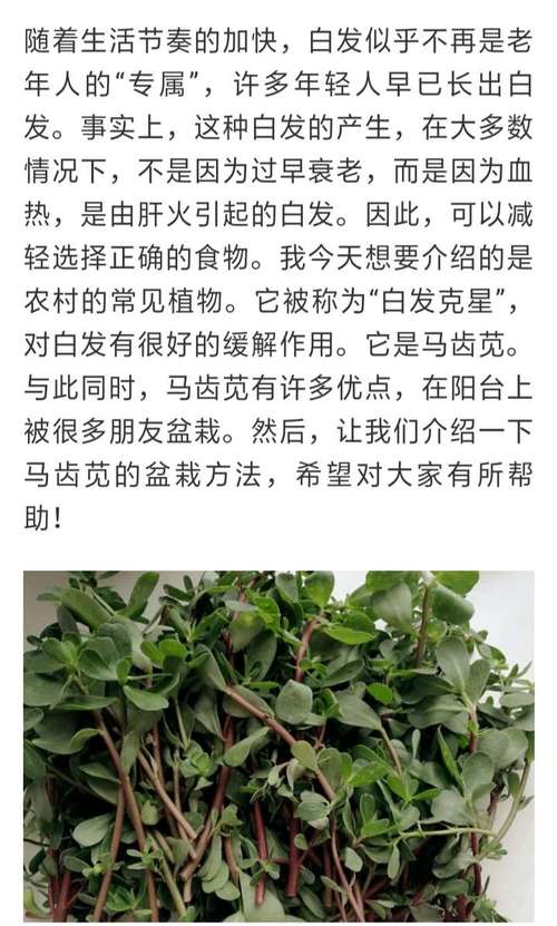 马齿苋的功效与作用及食用方法_马齿苋的功效与作用及禁忌是什么