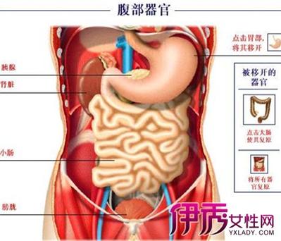 小腹左侧是什么部位_小腹左侧是什么部位女性