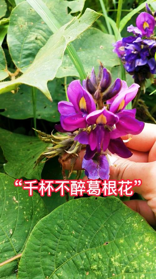 葛根花_葛根花的功效与作用