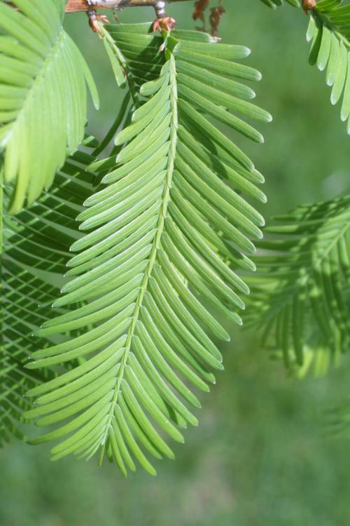 水杉是什么植物_水杉是什么植物裸子还是被子