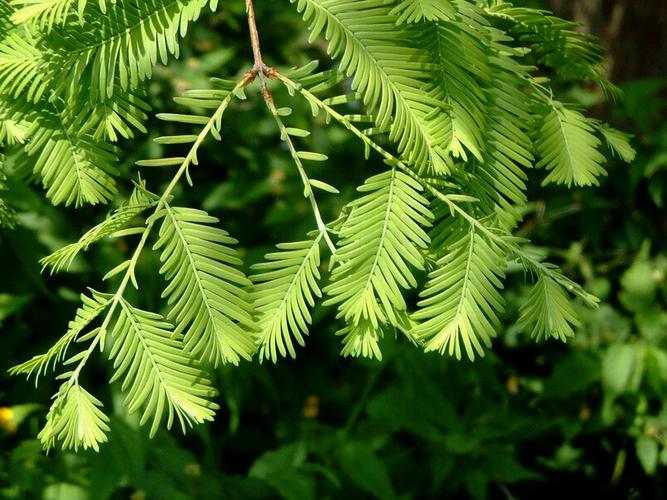 水杉是什么植物_水杉是什么植物裸子还是被子