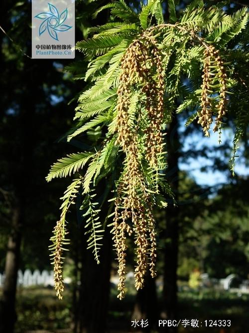 水杉是什么植物_水杉是什么植物裸子还是被子