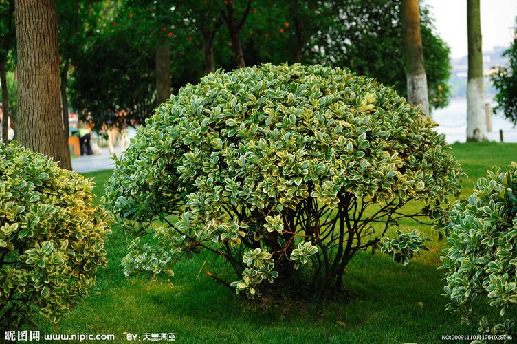 灌木植物_灌木植物有哪些