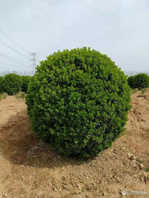 灌木植物_灌木植物有哪些