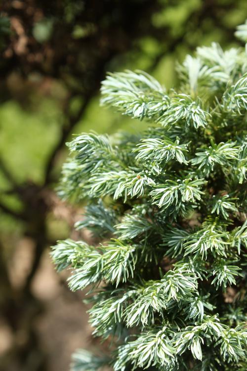 花柏_花柏禾微晶去眼袋是真的吗