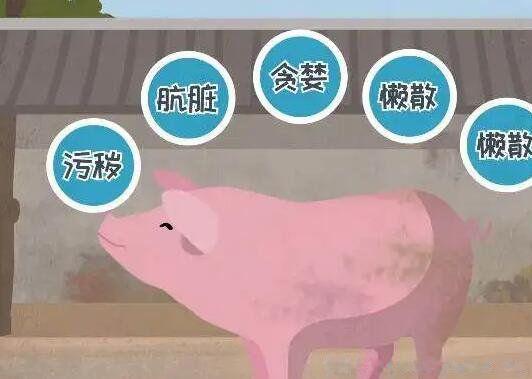 回民不吃猪肉的原因_回民不吃猪是什么原因