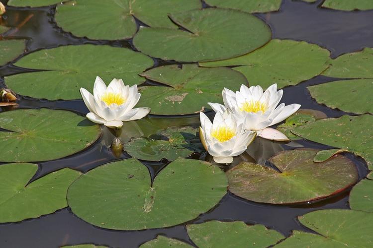 水百合_水百合是什么样子的