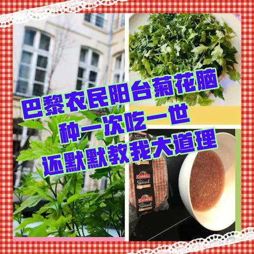 菊花脑_菊花脑花的功效与作用及食用方法