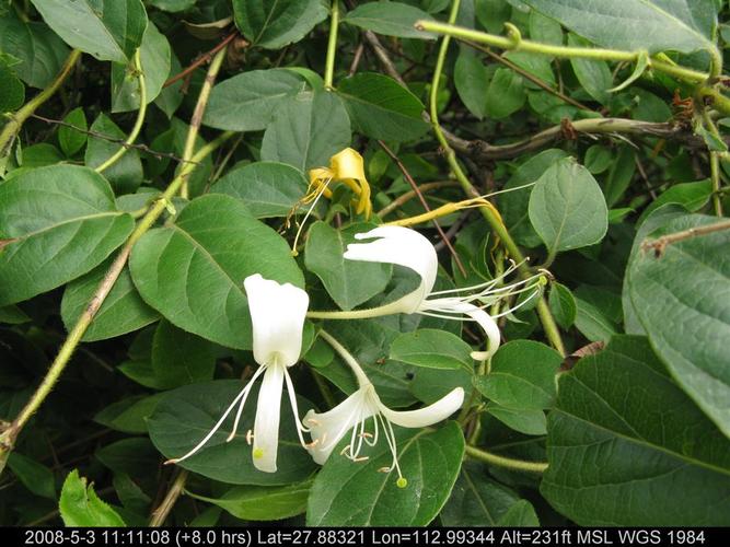 银花藤_银花藤别名