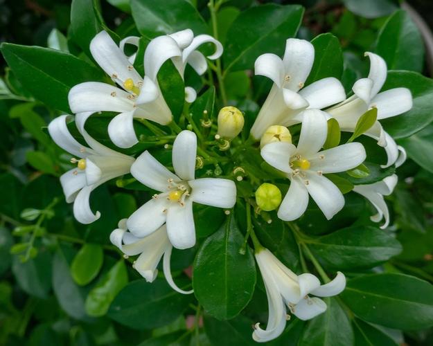 九里香花_九里香花期多长,一年开几次