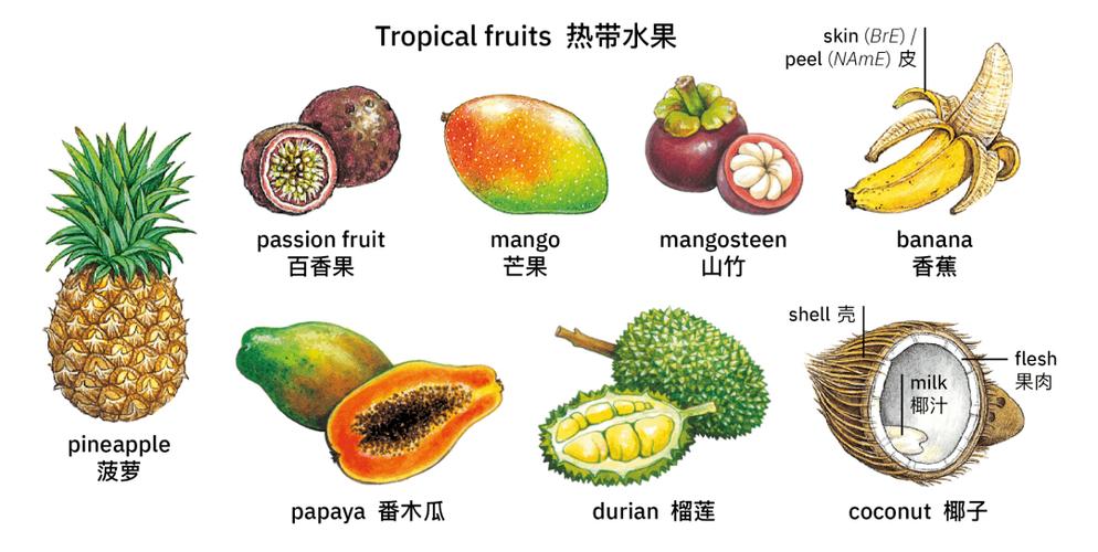 杨桃的英文_杨桃的英文怎么读starfruit