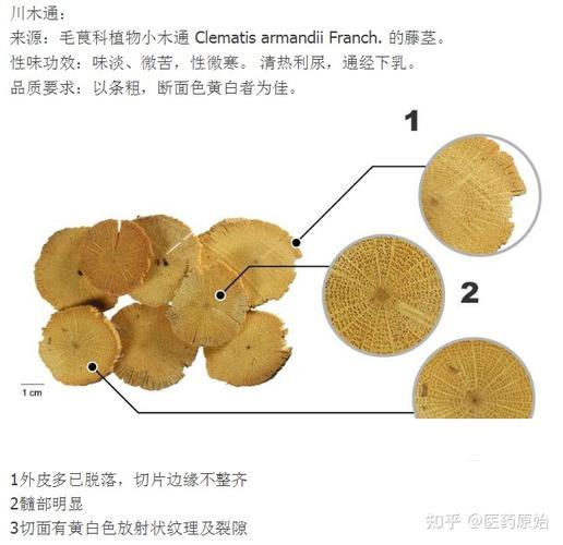 关木通_关木通和木通的功效区别