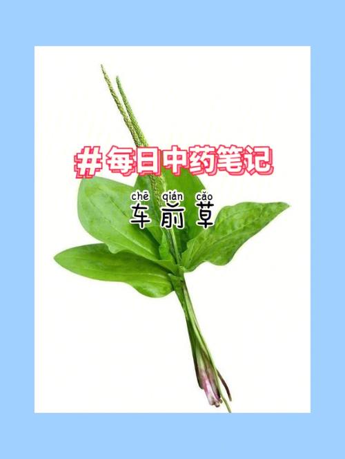 车前草的作用_车前草的作用和功能主治尿结石