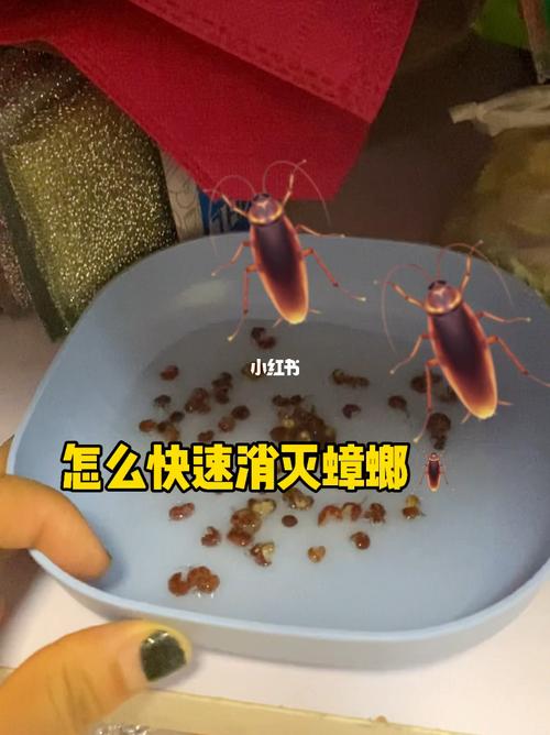 杀蟑螂最有效的方法_如何制作杀蟑螂最有效的方法