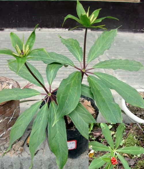 七叶一枝花图片_七叶一枝花别名