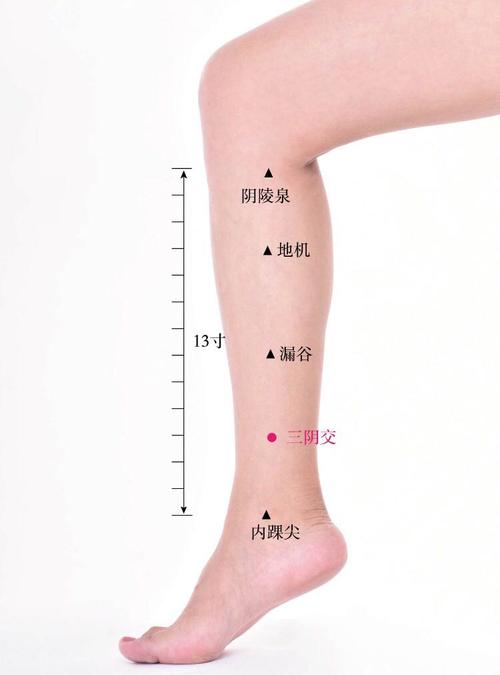 三阴交的准确位置图_三阴的准确位置图片和功效