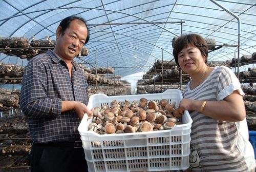 河南食用菌_河南食用菌种植基地项目