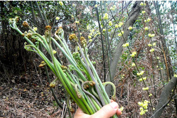 拳头菜_拳头菜图片