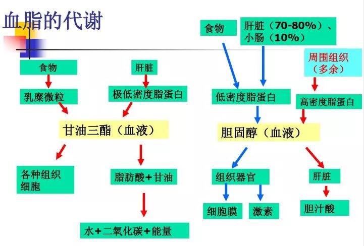 胆固醇作用_胆固醇作用功能