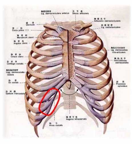 左也_左也肋骨疼什么原因