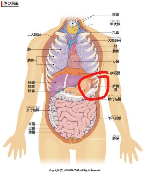 左也_左也肋骨疼什么原因