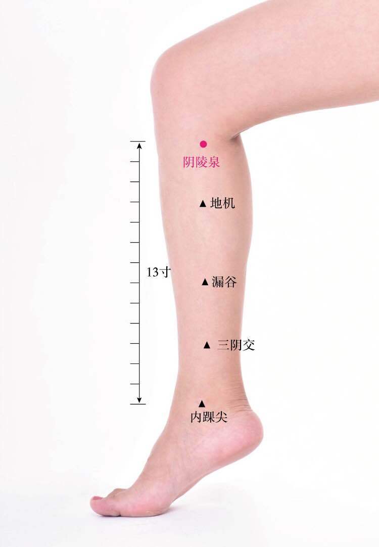 阴陵泉穴位位置图_阴陵泉位置图片及作用