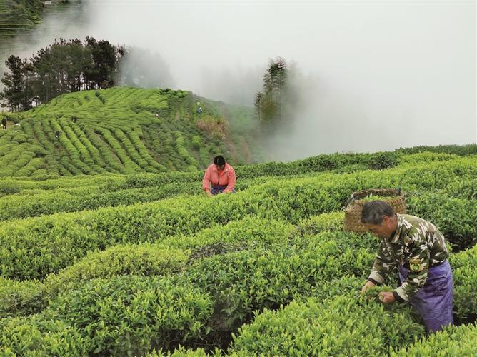 高山云雾_高山云雾茶产地