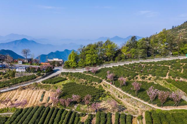 高山云雾_高山云雾茶产地