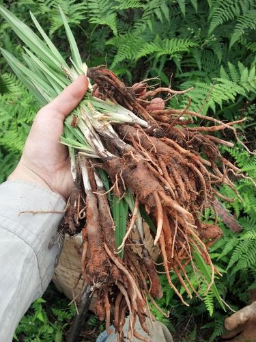 仙茅_仙茅的作用与功效