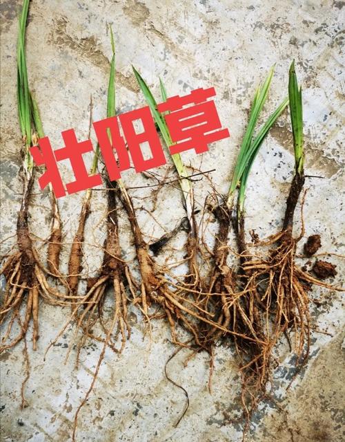 仙茅_仙茅的作用与功效