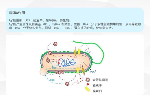 银离子杀菌_银离子杀菌原理是什么