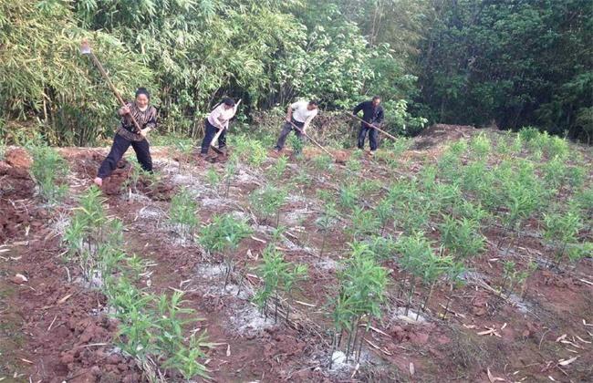 黄精种植技术_黄金药材怎么种植技术