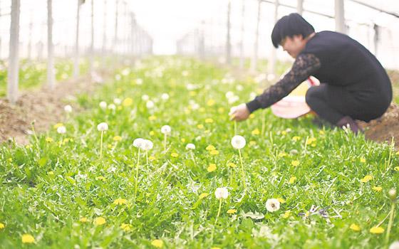 蒲公英种植_蒲公英种植成本与利润