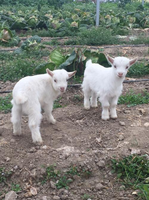 小山羊能治好吗_小山羊可以治好吗?