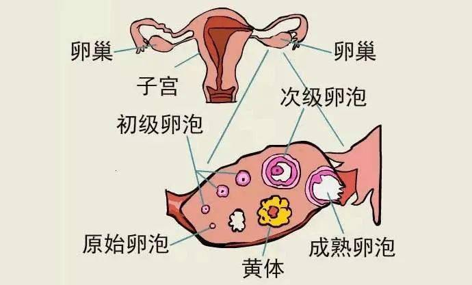 女性生理结构图_女生下面有小疙瘩是什么原因