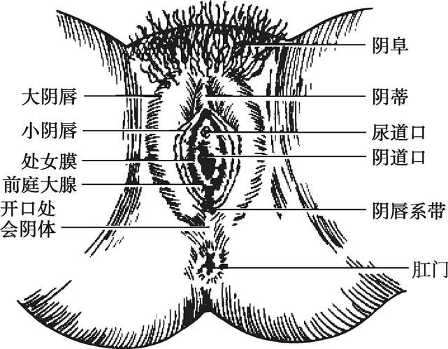 女性生理结构图_女生下面有小疙瘩是什么原因