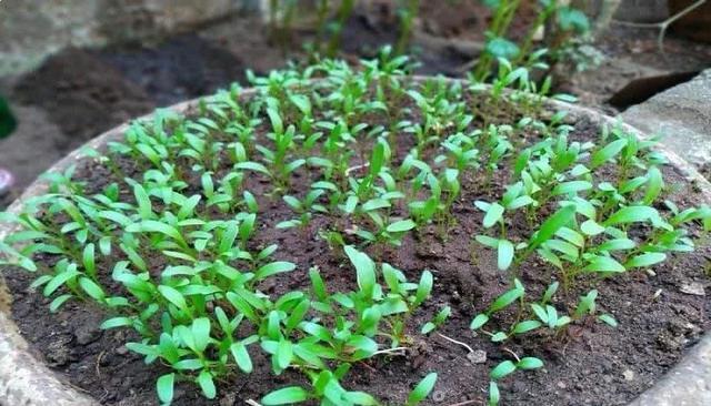 菠菜子_菠菜子怎么种发芽快