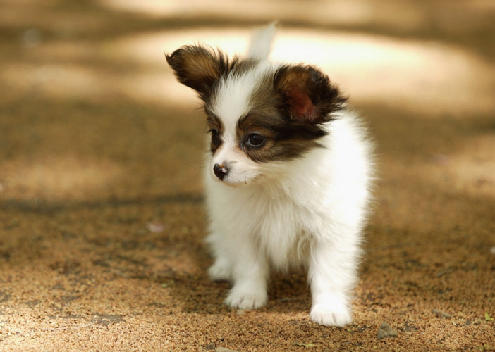 蝴蝶犬图片_蝴蝶犬图片大全大图