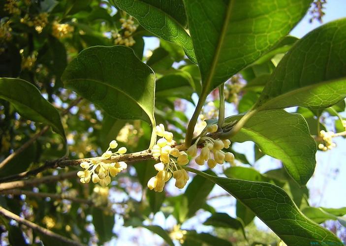 桂花_桂花树图片