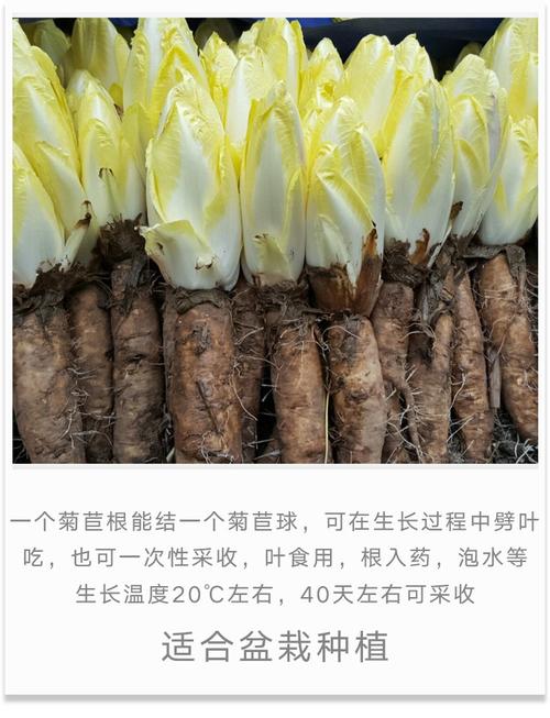 软化菊苣_软化菊苣种植方法和时间