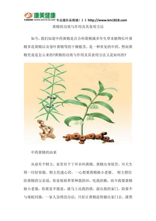 黄精的功效_黄芪精的功效与主治作用