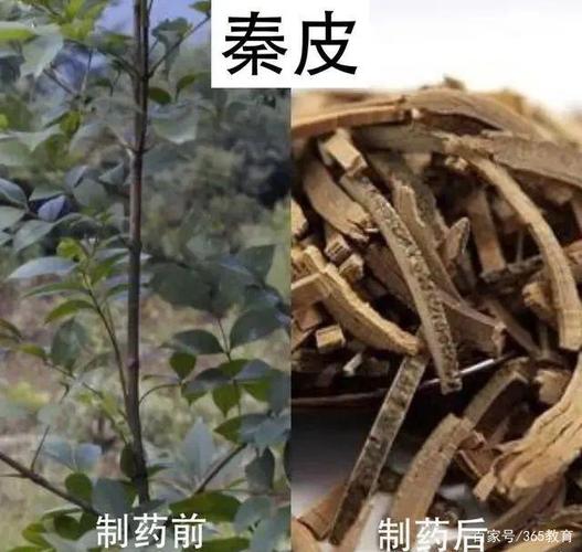 秦皮_秦皮的功效与作用主要治什么病