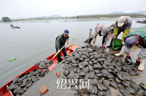 河蚌养殖_河蚌养殖基地批发