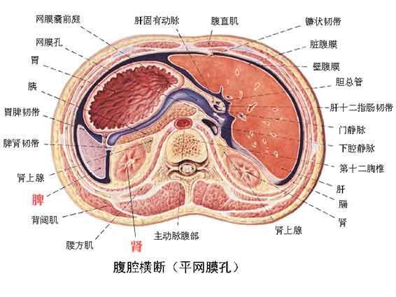 胃溃疡急性穿孔_胃溃疡急性穿孔最好发的部位是