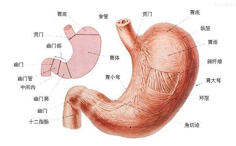 胃溃疡急性穿孔_胃溃疡急性穿孔最好发的部位是