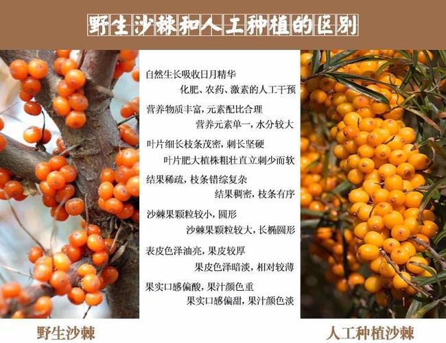 沙棘果_沙棘果的功效与作用